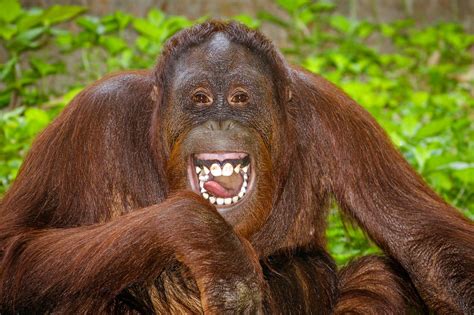 orangutans laughing